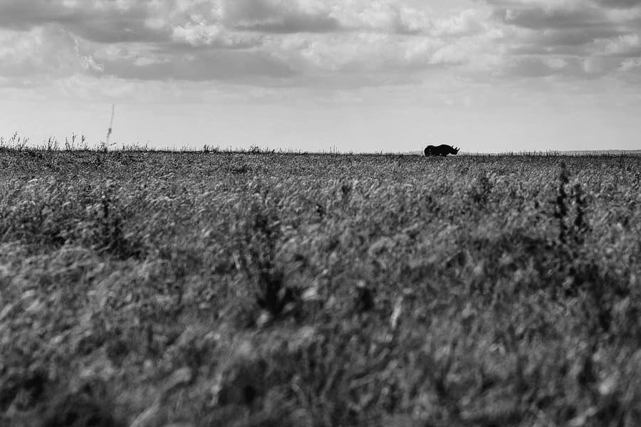nairobi safari photographer