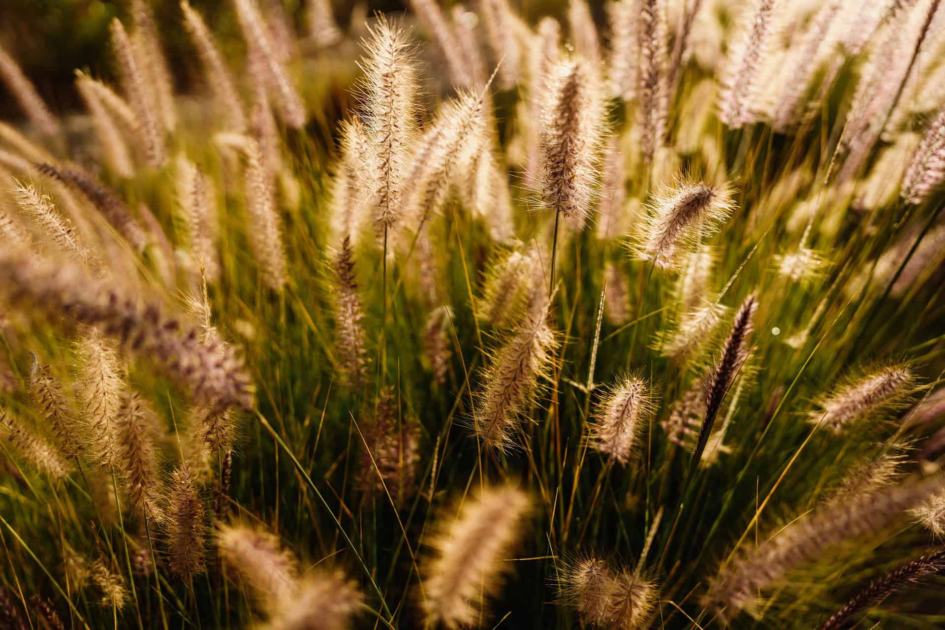 morocco wedding photographers